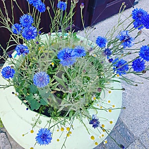 cornflowersÃÂ 